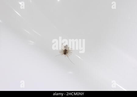 Wood lice with elongated body and many legs on white shining glistening surface of bath in bathroom. Unpleasant insects at home and getting rid of Stock Photo