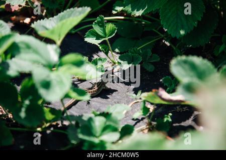 Little lizard merging with green strawberry leaves in garden standing on one place on ground in daytime in summer. Life in village closer to nature.  Stock Photo