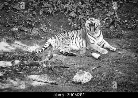 siberian tiger yawning, in black and white, lying relaxed on a meadow. powerful predatory cat. The largest cat in the world and threatened with extinc Stock Photo