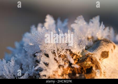 Ice crystals that have formed on a tree trunk and have grown in height. Winter shot from Brandenburg Stock Photo