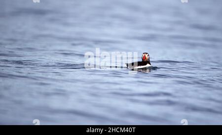 Puffin swimming on the cold waters of Svalbard in Norway Stock Photo