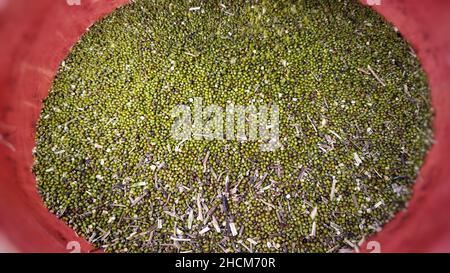 Closeup shot of moong grains in a red bucket Stock Photo