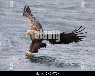 Shallow focus of a white-tailed eagle hunting at the Isle of Mull Stock Photo