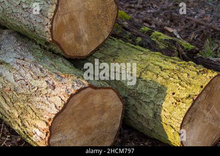 Close-up shot on pile of timber logs laying on the forest lands Stock Photo