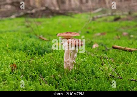 Closeup of a group of two mushrooms surrounded by moss growing on the ground in a forest Stock Photo