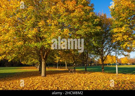Autumn leaves uk autumn trees Autumn uk Avenue of trees with autumn leaves Row of trees with autumn colours Toton Nottinghamshire England uk gb Europe Stock Photo