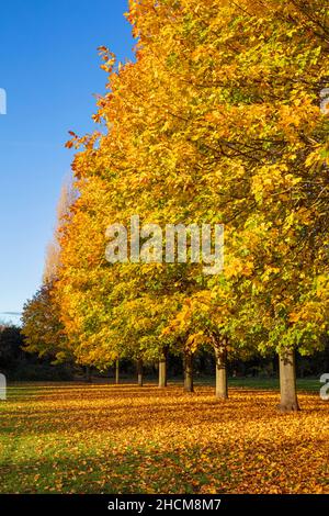 Autumn leaves uk autumn trees Autumn uk Avenue of trees with autumn leaves Row of trees with autumn colours Toton Nottinghamshire England uk gb Europe Stock Photo