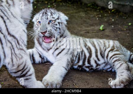White tigers baby is lying on the ground . Stock Photo