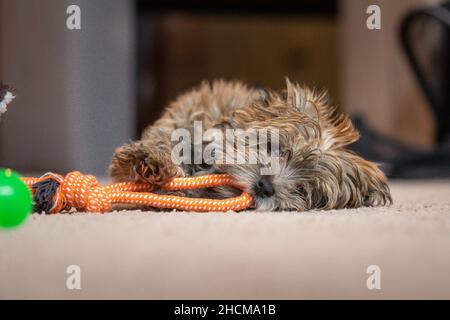 Adorable cute puppy playing with chew toy in apartment. Stock Photo
