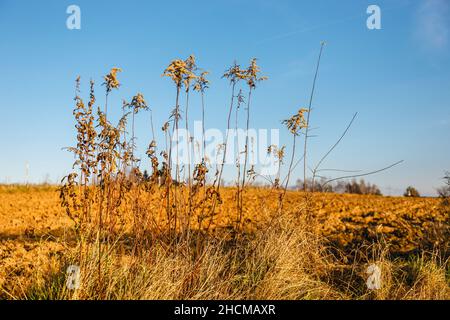 Dry plants on the background of the blue sky. Golden autumn concept. Dry grass. Autumn background. Sun light Stock Photo