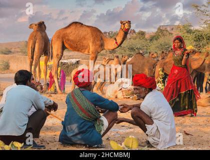 Pushkar, India - Nov 20, 2015. Rajasthani camel traders with livestock as a woman walks by with food, in a desert camp at the annual Pushkar Fair. Stock Photo