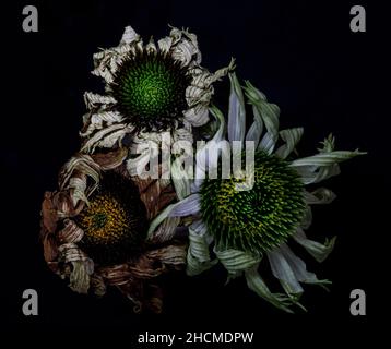 three dying echinacea Stock Photo