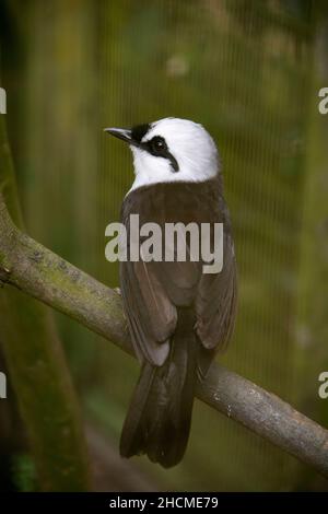 The Sumatran laughingthrush (Garrulax bicolor) is endemic to highland forest on the Indonesian island of Sumatra Stock Photo