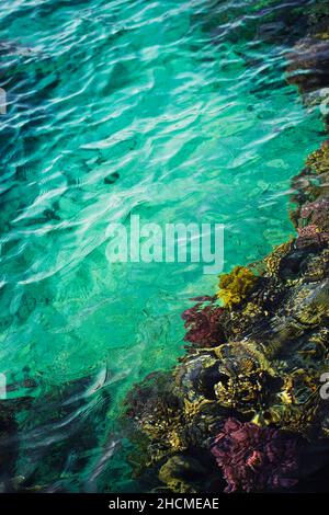 Abstract blue clear water background. Beautiful colorful Coral Reef under water of the Red Sea. Copy space. Stock Photo