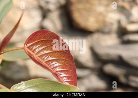 beautiful young red leaf of sacred fig tree Stock Photo