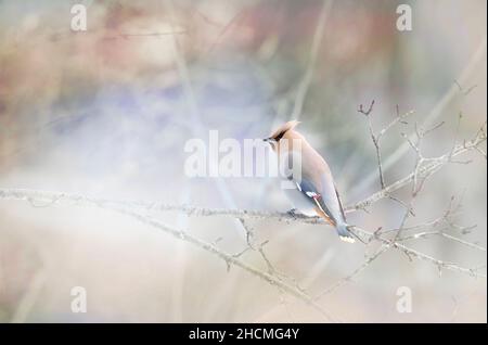 Bohemian Waxwing (Bombycilla garrulus) perched on a branch in a Canadian winter Stock Photo