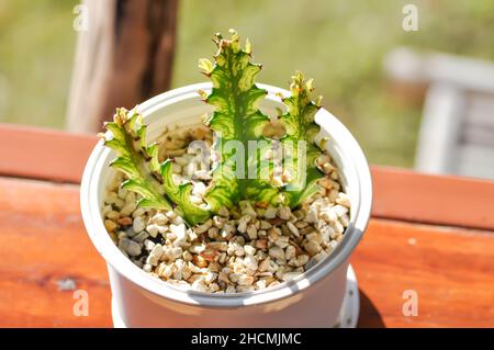 Euphorbia  or Euphorbia mayurnathanii variegated ,Euphorbia lactea plant Stock Photo