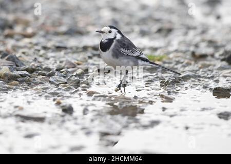 Pied Wagtail (Motacilla alba yarrellii) female Morston Norfolk GB UK December 2021 Stock Photo