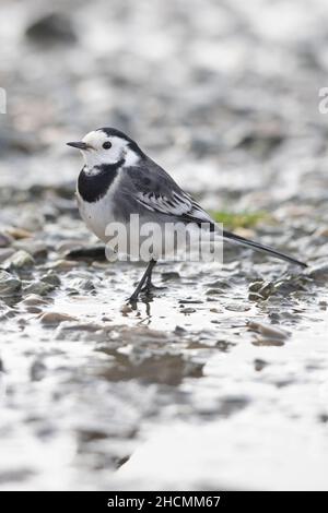 Pied Wagtail (Motacilla alba yarrellii) female Morston Norfolk GB UK December 2021 Stock Photo