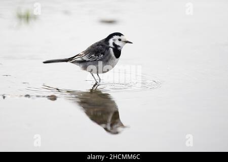 Pied Wagtail (Motacilla alba yarrellii) female Morston Norfolk GB UK December 2021 Stock Photo