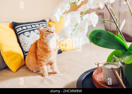 Ginger cat looking at white orchid in blossom blooming on coffee table by candle. Home decorated with flowers and plants. Interior of living room. Stock Photo