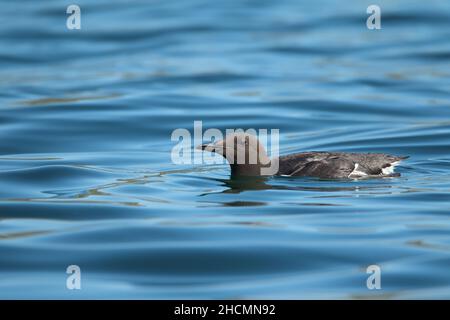 Guillemot in a shallow sandy bay near Handa Island where they breed,  this is ideal habitat for sand ells to feed any chicks they may have. Stock Photo