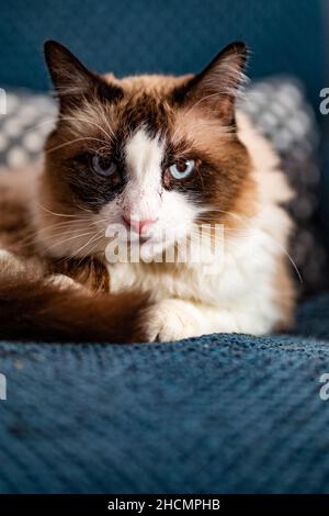 Vertical shot of the cute pussy cat Stock Photo - Alamy