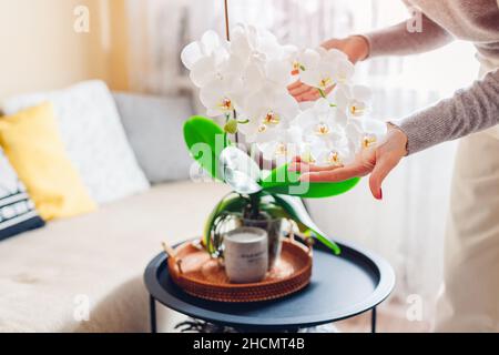 Woman admiring white blooming orchid on coffee table at home. Girl enjoys blossom of house plant taking care of flowers. Stock Photo