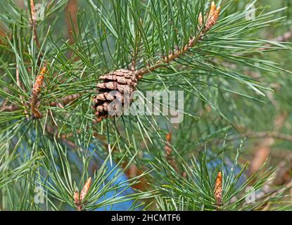 Pine, Pinus, with pine cones Stock Photo