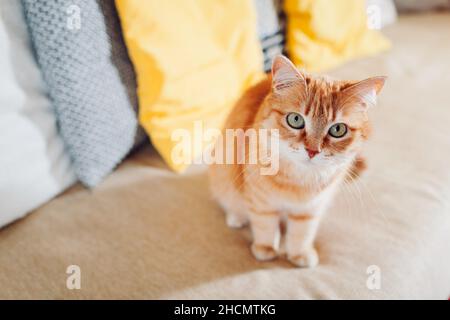 Ginger cat relaxing on couch in living room at home. Pet looking at camera Stock Photo