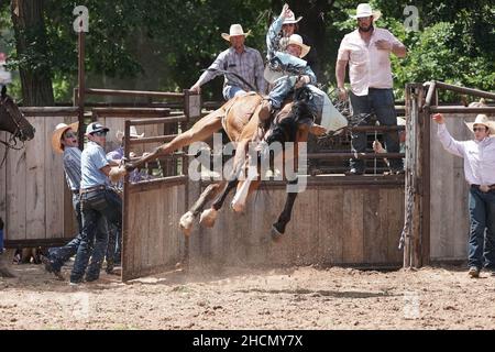 Cowboy riding a bareback bronc horse at a rodeo Stock Photo