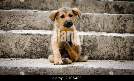 Homeless puppy, a street dog in Istanbul, Turkey. Street dogs are known in scientific literature as free-ranging urban dogs are unconfined dogs that l Stock Photo