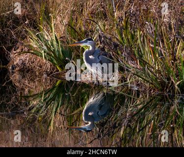 Closeup shot of a reflection of a blue heron on a lake Stock Photo