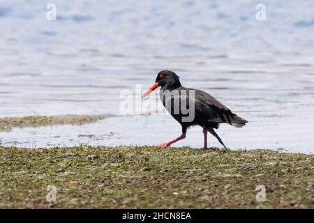 African Oystercatcher (Haematopus moquini) aka African Black Oystercatcher, Knysna Lagoon, Garden Route, Western Cape, South Africa Stock Photo