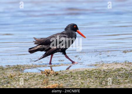 African Oystercatcher (Haematopus moquini) aka African Black Oystercatcher, Knysna Lagoon, Garden Route, Western Cape, South Africa Stock Photo