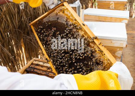 Beekeeper checking bee frames from the beehive Stock Photo