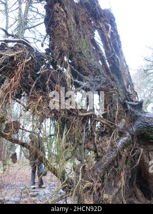 A man can be seen through a tangled web of roots from the massive upturned tree trunk in the woodland at Mugdock Country Park, December 2021 Stock Photo