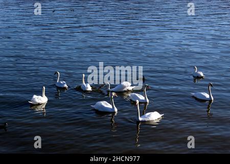 Group of swans on a lake in Romania Stock Photo