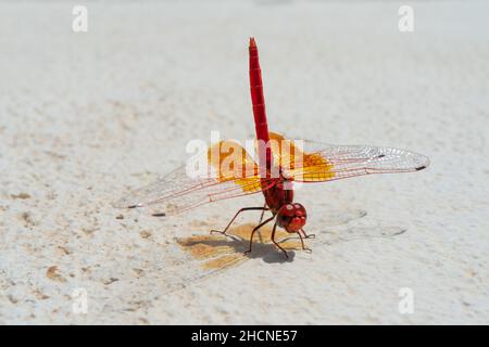 photograph of red dragonfly perched on a stone Stock Photo