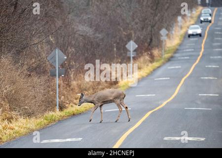 A young white-tailed deer buck crosses the road at Lynde Shores Conservation Area in Whitby, Ontario. Stock Photo