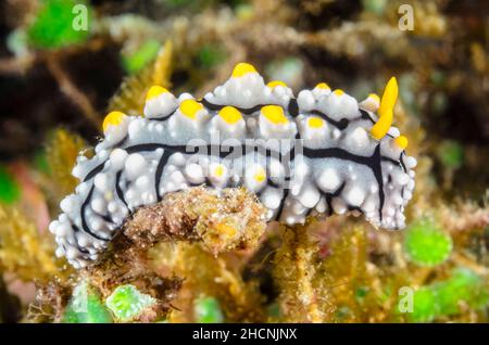 Elegant Phyllidia, Phyllidia elegans, Alor, Nusa Tenggara, Indonesia, Pacific Stock Photo