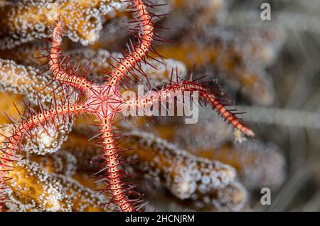 Dark red-spined brittle star, Ophiothrix (Acanthophiothrix) purpurea, Alor, Nusa Tenggara, Indonesia, Pacific Stock Photo
