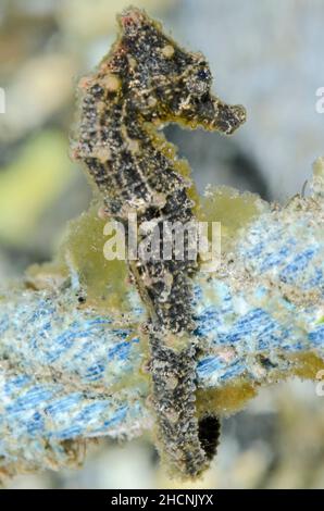 Spotted seahorse juvenile, Hippocampus kuda, Alor, Nusa Tenggara, Indonesia, Pacific Stock Photo
