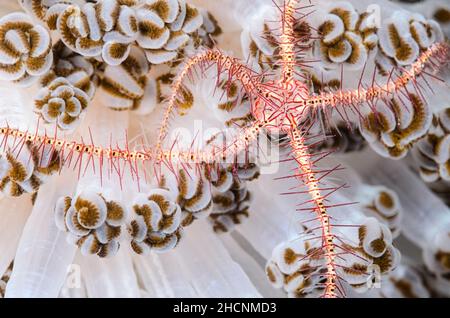 Dark red-spined brittle star, Ophiothrix (Acanthophiothrix) purpurea, Alor, Nusa Tenggara, Indonesia, Pacific Stock Photo
