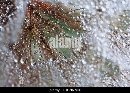 Water droplets on a dandelion seed in backlit - extreme macro shot Stock Photo