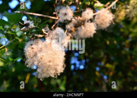 Closeup shot of ripe cotton on a tree branch against a blurred background Stock Photo
