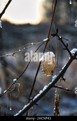 Dried wild cucumber in winter Stock Photo