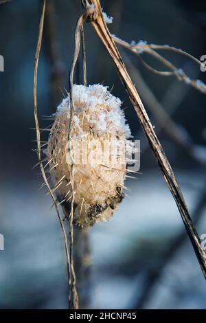Dried wild cucumber in winter Stock Photo