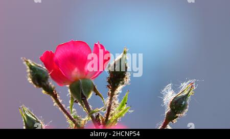 Buds and flowers of Alpine rose in the Stock Photo