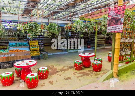 CAMERON HIGHLANDS, MALAYSIA - MARCH 27, 2018: View of Agro Highlands Cafe with a strawberry overhead farm. Stock Photo